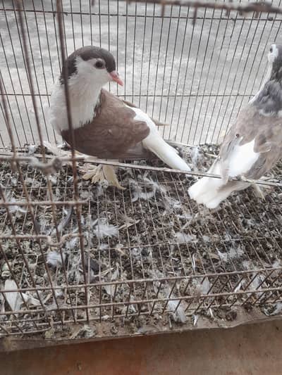 sherzai and mukhi