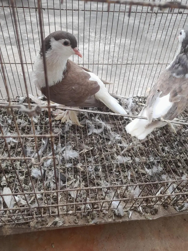 sherzai and mukhi