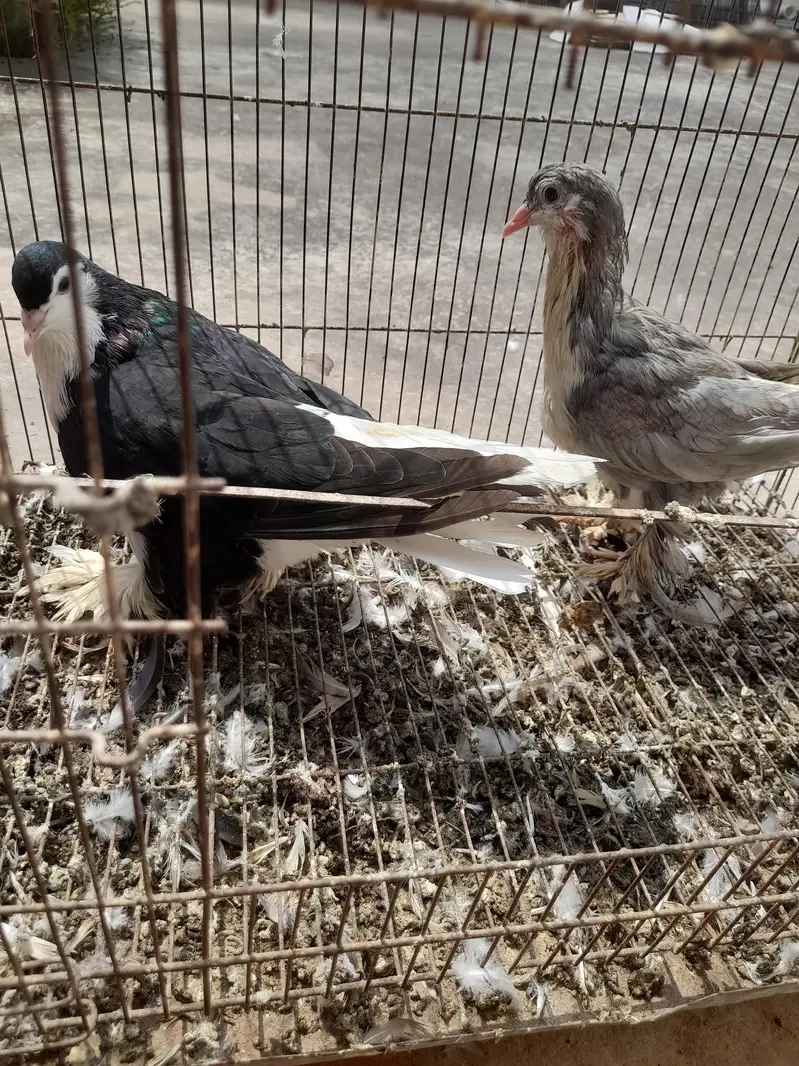 sherzai and mukhi — photo 2