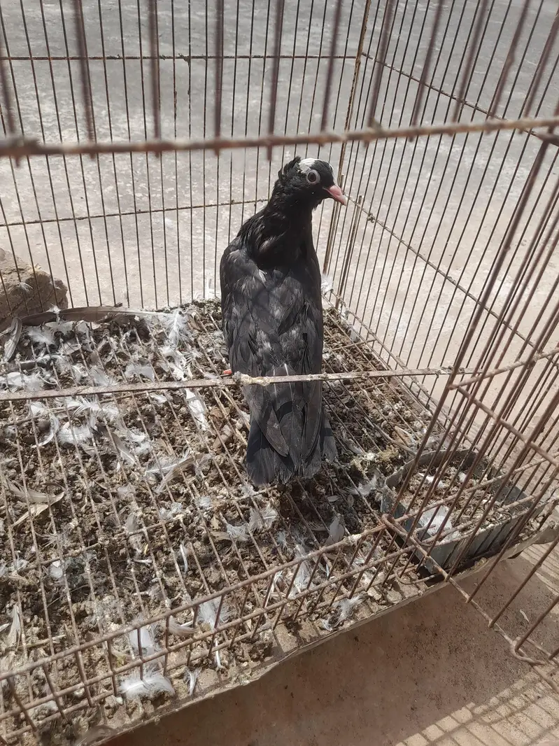 sherzai and mukhi — photo 3