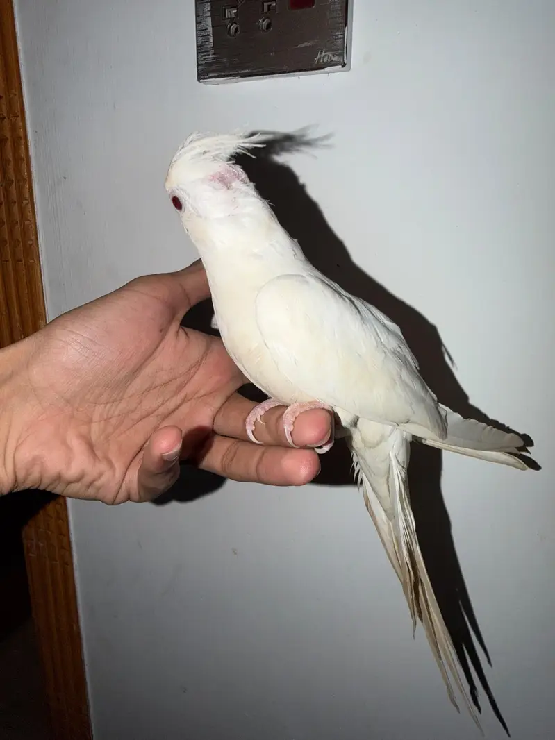 Quality Handtamed Cocktail Red Eye Eno + Breeder Australian Budgie