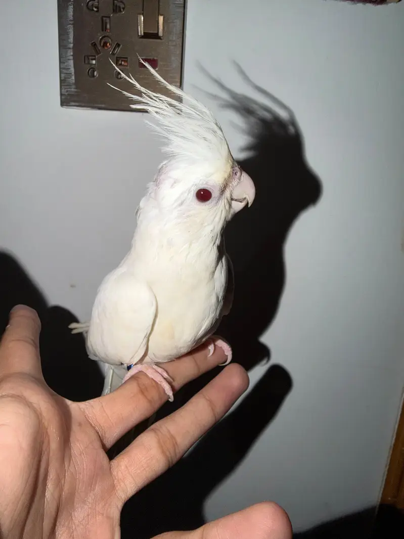 Quality Handtamed Cocktail Red Eye Eno + Breeder Australian Budgie — photo 2
