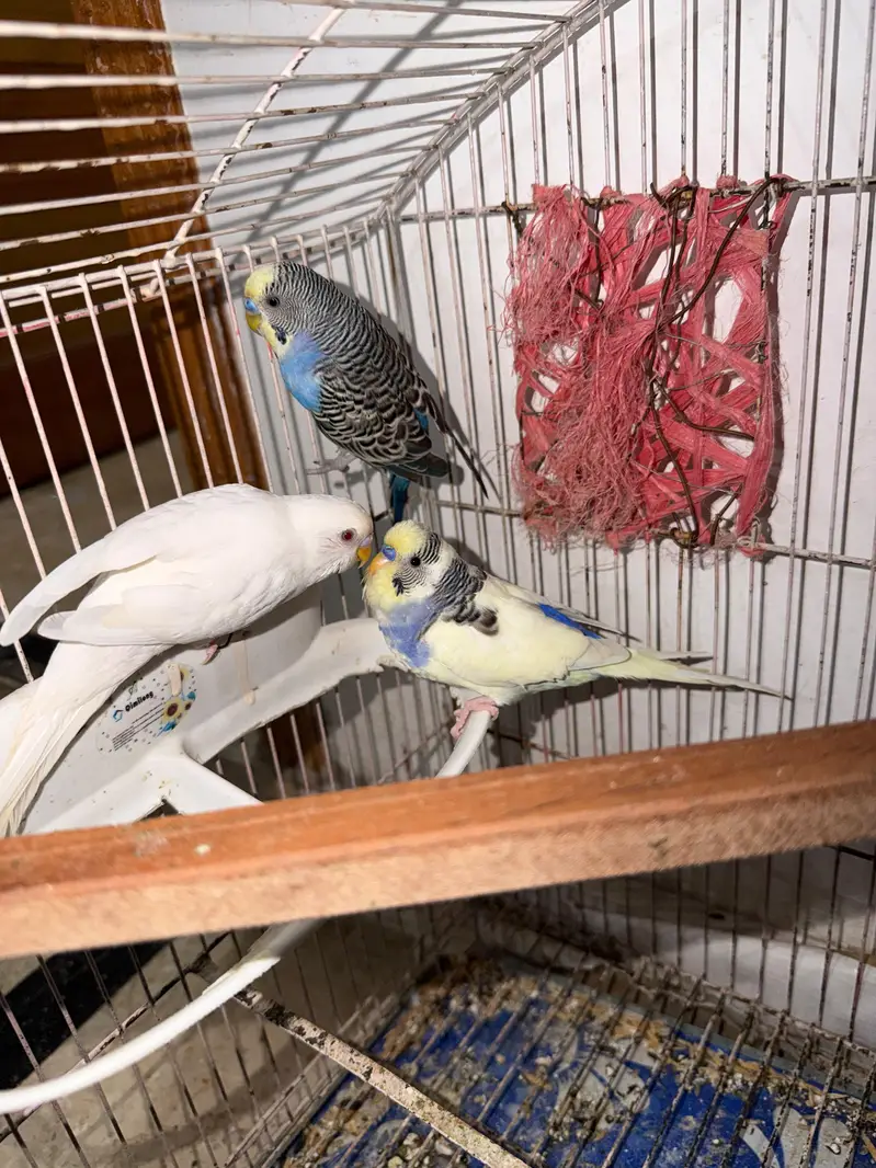 Quality Handtamed Cocktail Red Eye Eno + Breeder Australian Budgie — photo 3