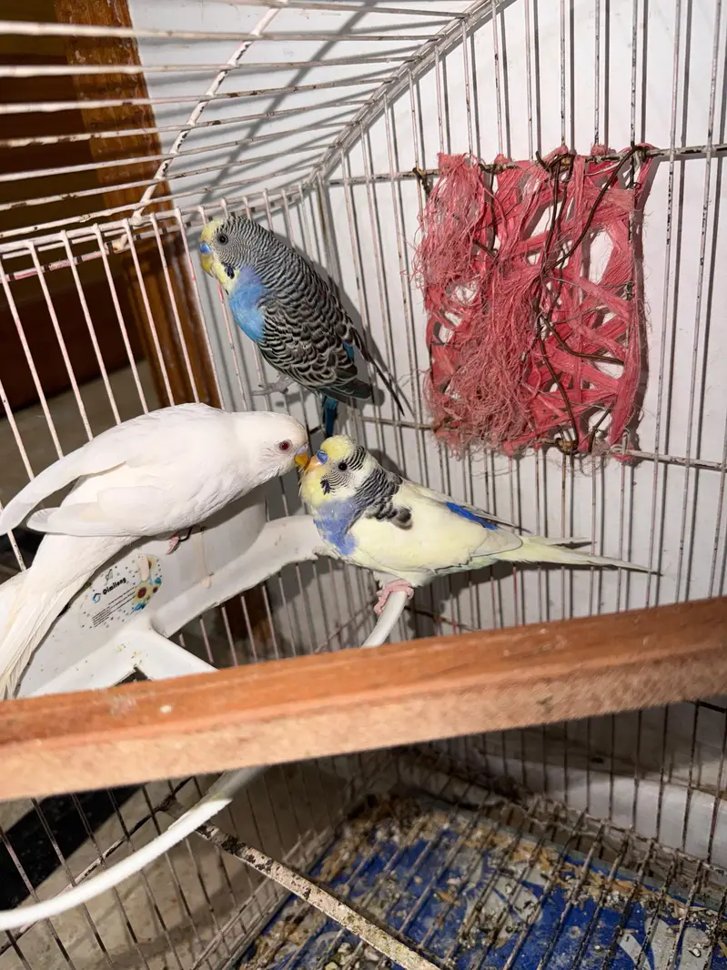 Quality Handtamed Cocktail Red Eye Eno + Breeder Australian Budgie — photo 4