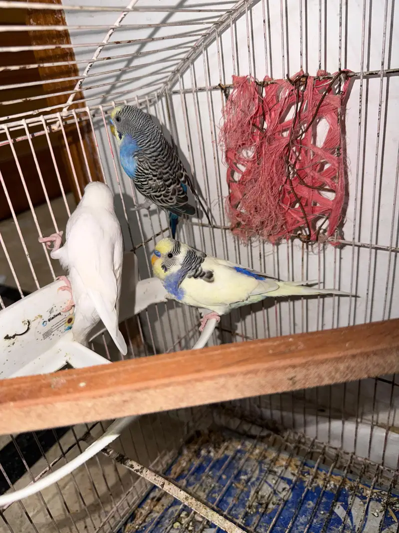 Quality Handtamed Cocktail Red Eye Eno + Breeder Australian Budgie — photo 5