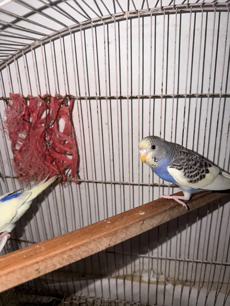 Quality Handtamed Cocktail Red Eye Eno + Breeder Australian Budgie — photo 6