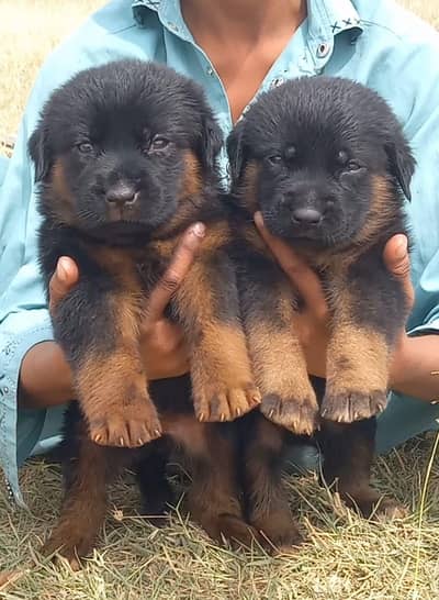 german shepherd puppies for sale