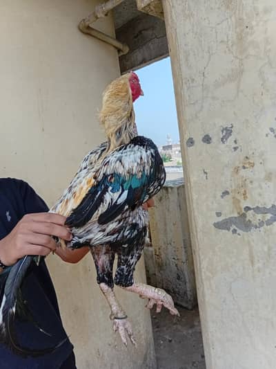 assel hen and pigeons for sale