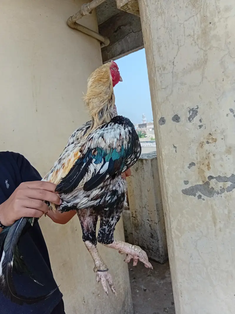assel hen and pigeons for sale