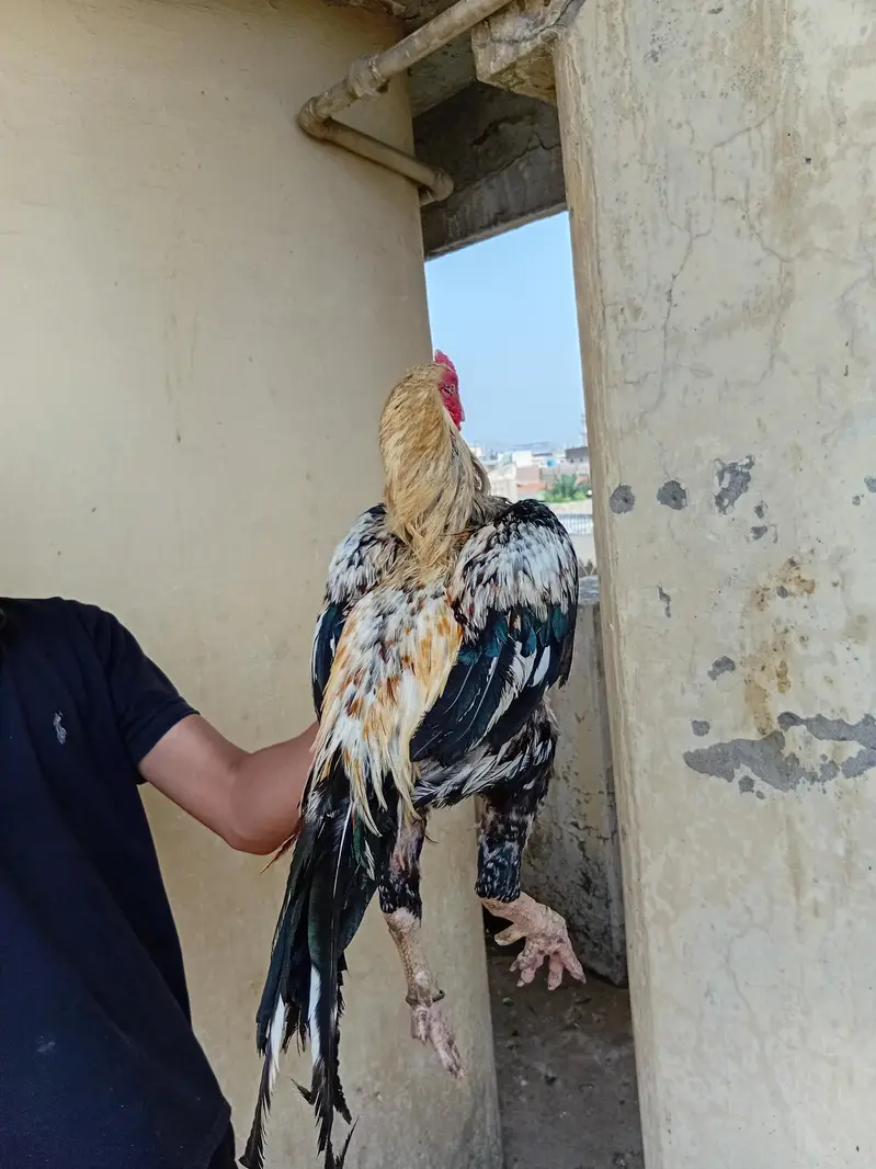 assel hen and pigeons for sale — photo 2