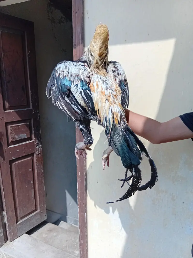assel hen and pigeons for sale — photo 3