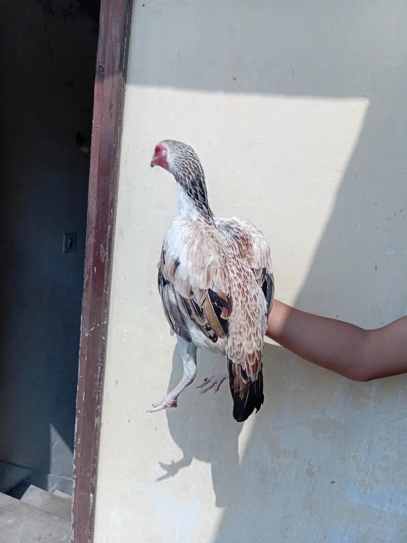 assel hen and pigeons for sale — photo 5