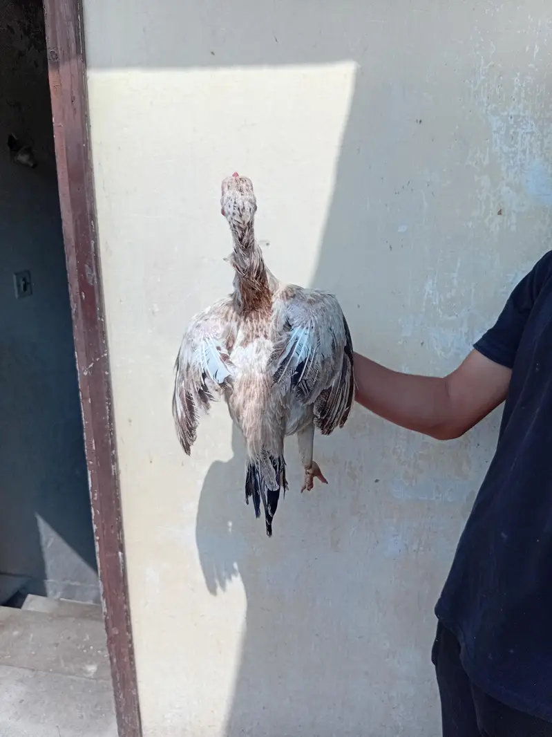 assel hen and pigeons for sale — photo 6