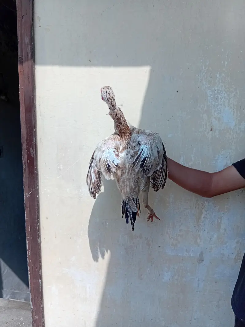 assel hen and pigeons for sale — photo 7