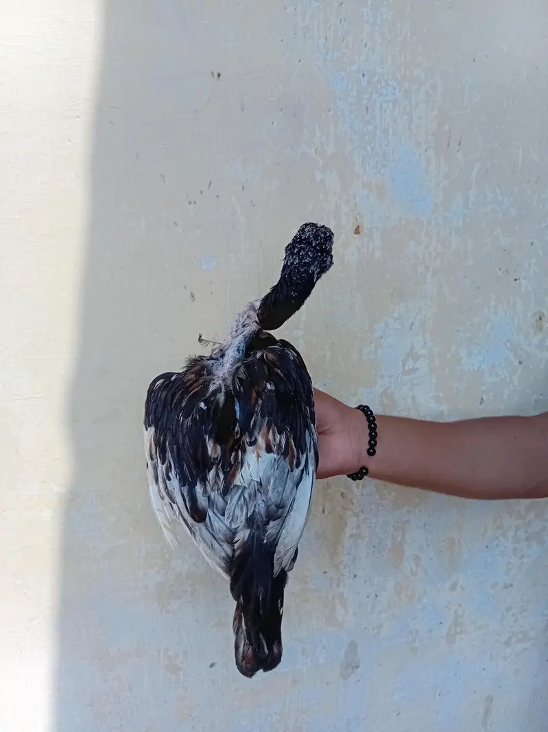 assel hen and pigeons for sale — photo 8