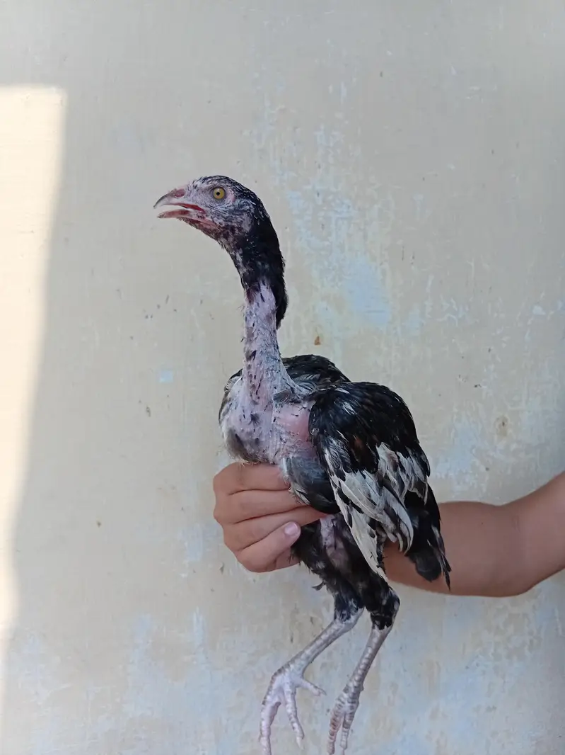 assel hen and pigeons for sale — photo 10