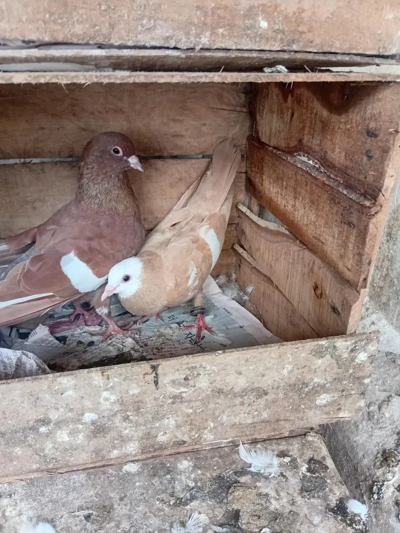 assel hen and pigeons for sale — photo 11
