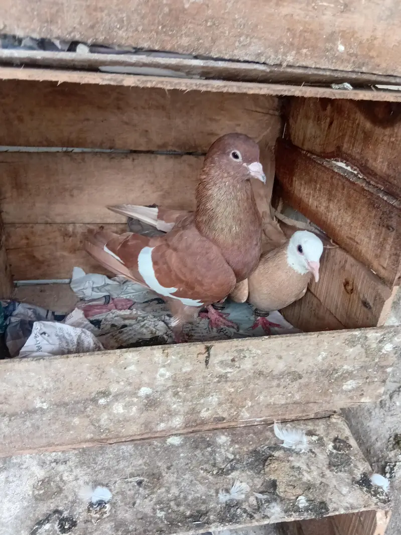 assel hen and pigeons for sale — photo 12