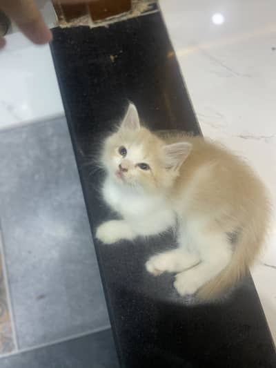 persian kitten available