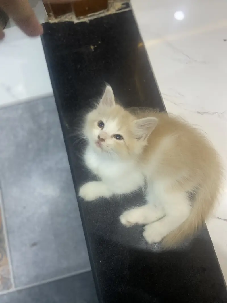 persian kitten available