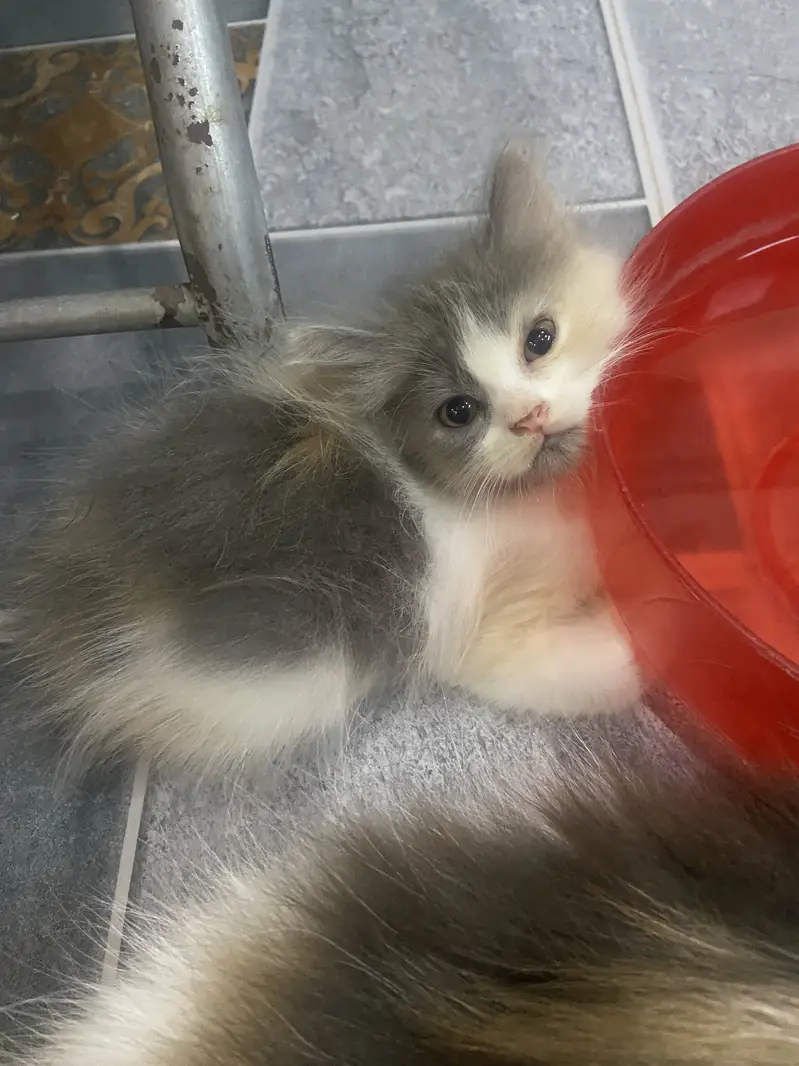 persian kitten available — photo 2