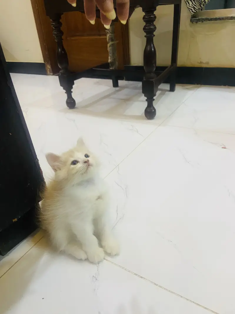 persian kitten available — photo 3
