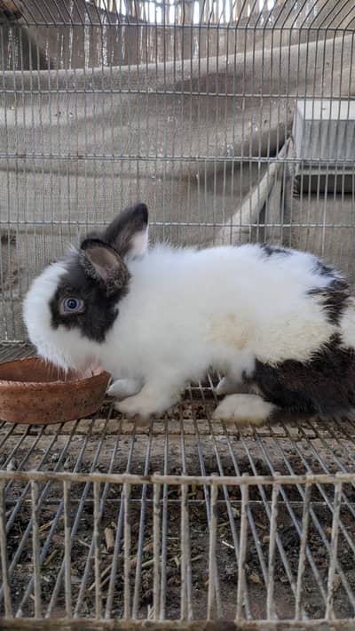 young breeder TeddyBear dwarf rabbit fancy rabbit dwarf bunny