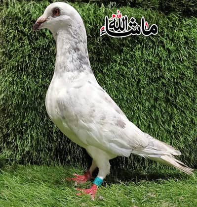 Qasad Breder Male Ring Bird For sale