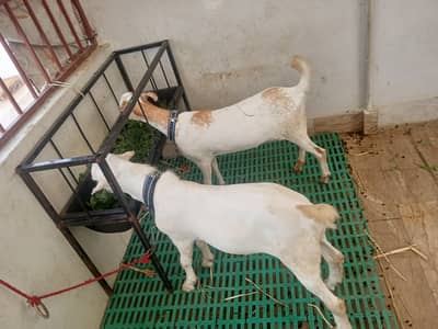 teddy bakri aur Bakra