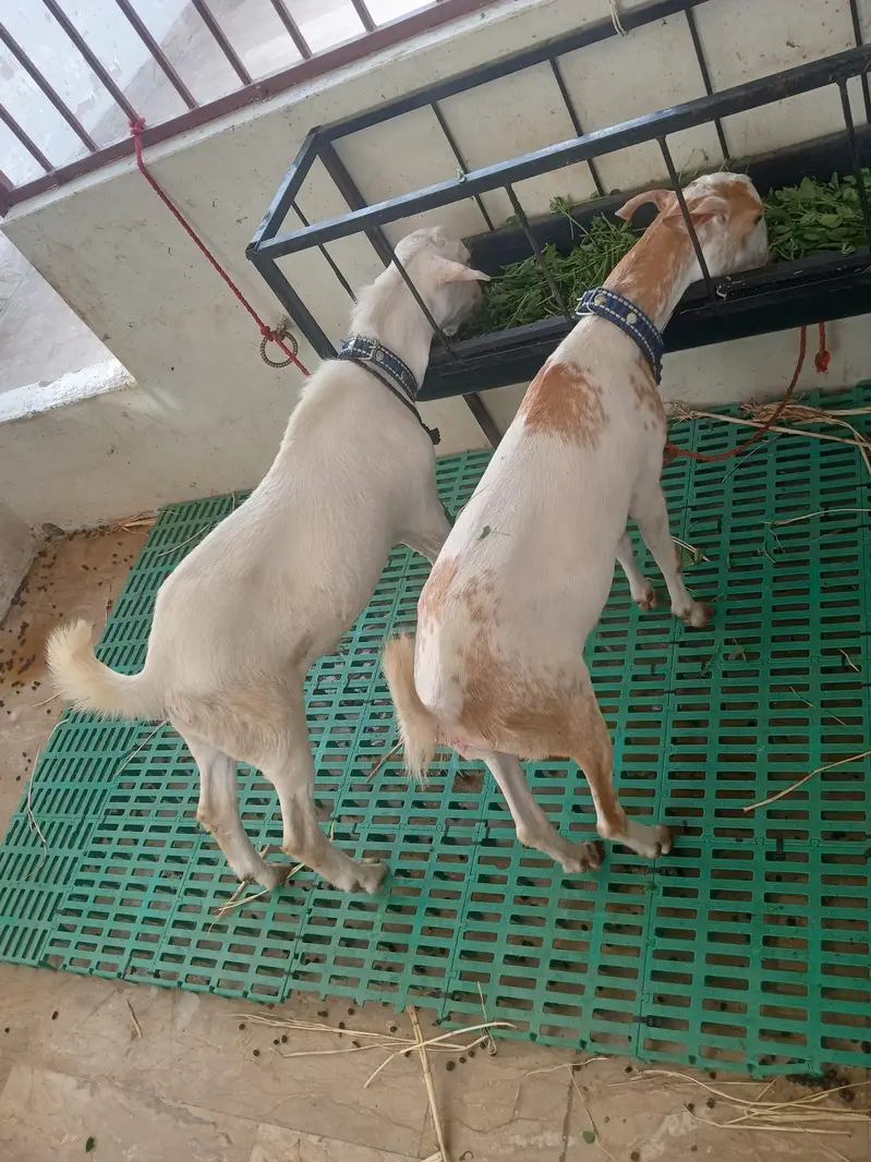 teddy bakri aur Bakra — photo 2