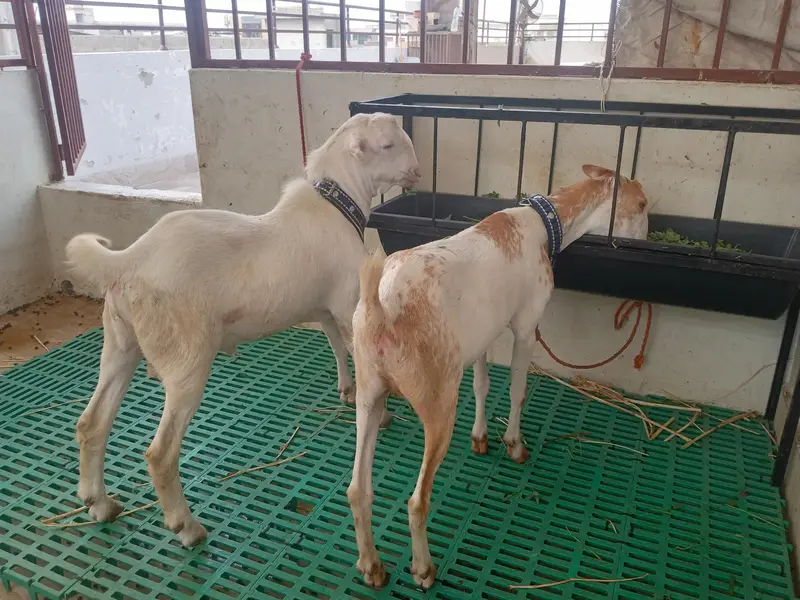 teddy bakri aur Bakra — photo 3