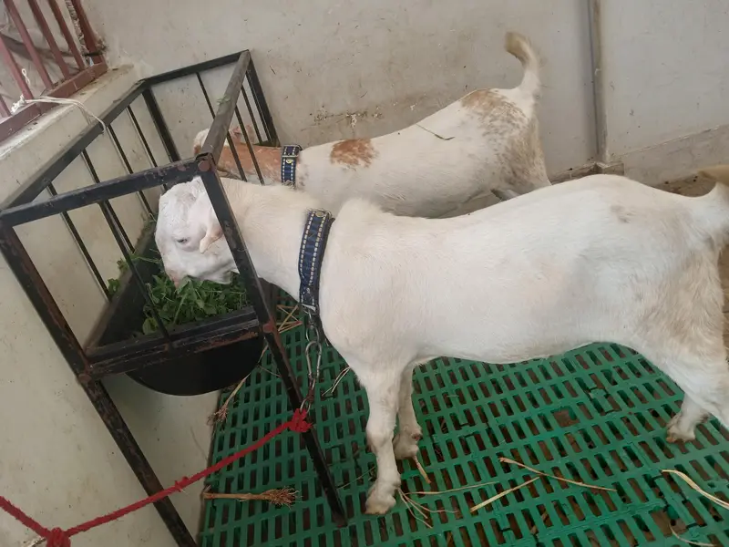 teddy bakri aur Bakra — photo 4