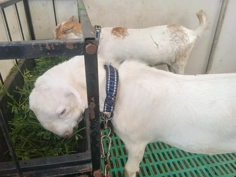 teddy bakri aur Bakra — photo 5