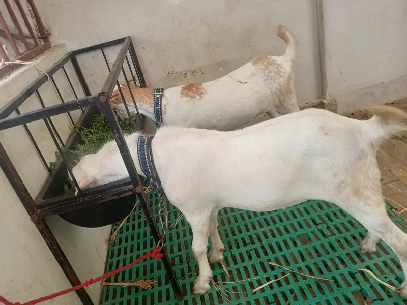 teddy bakri aur Bakra — photo 6