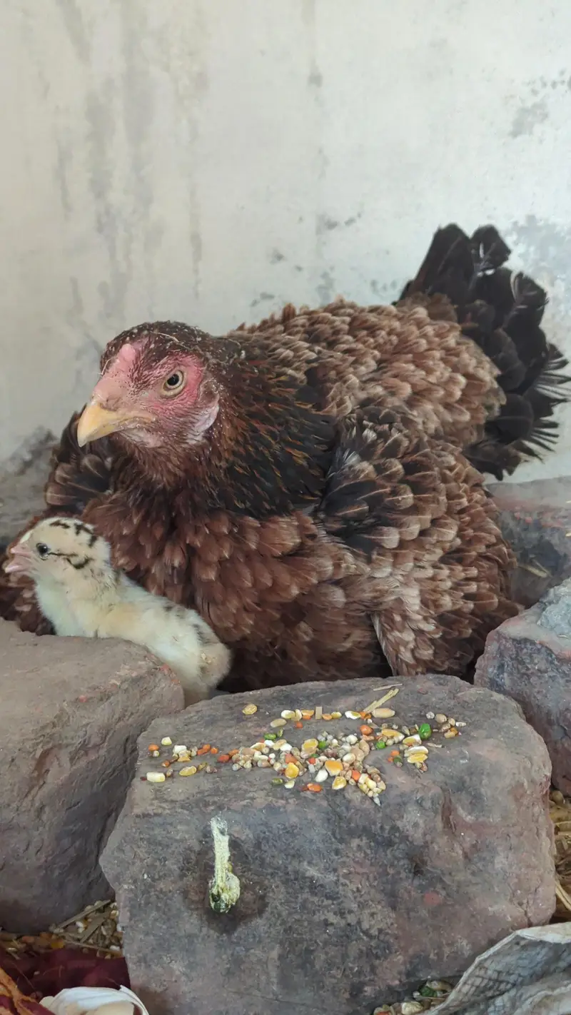 adult pair with chicks — photo 2