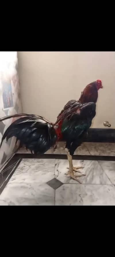 pure imported bird Trat+Burmi Good height Fast bird