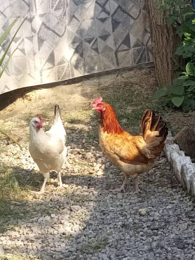 Jis Ko Hens Chahia Ho Es Number Par Rabta Kry 03298687119