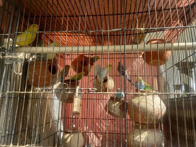 Australia parrots es mai exbition kay  piece hain 0333-2462535