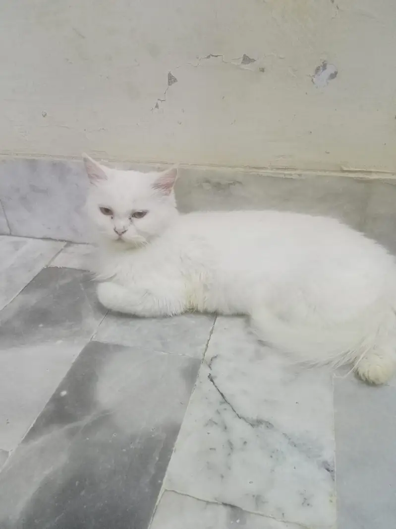 Doll Face Persian Cat, Pure White — photo 2