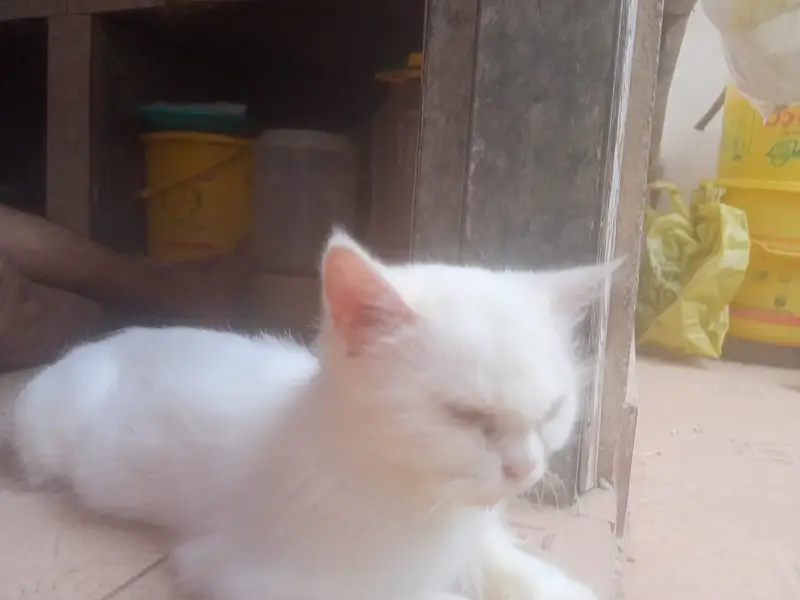 Doll Face Persian Cat, Pure White — photo 3
