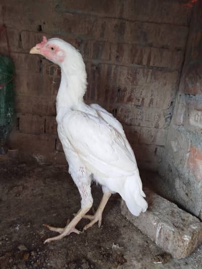 Heera Aseel Hen 0303.88. 68142