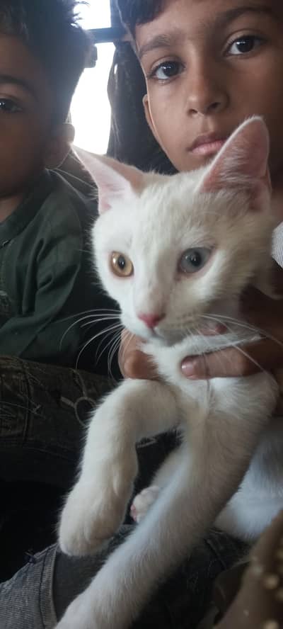 persain male cat child