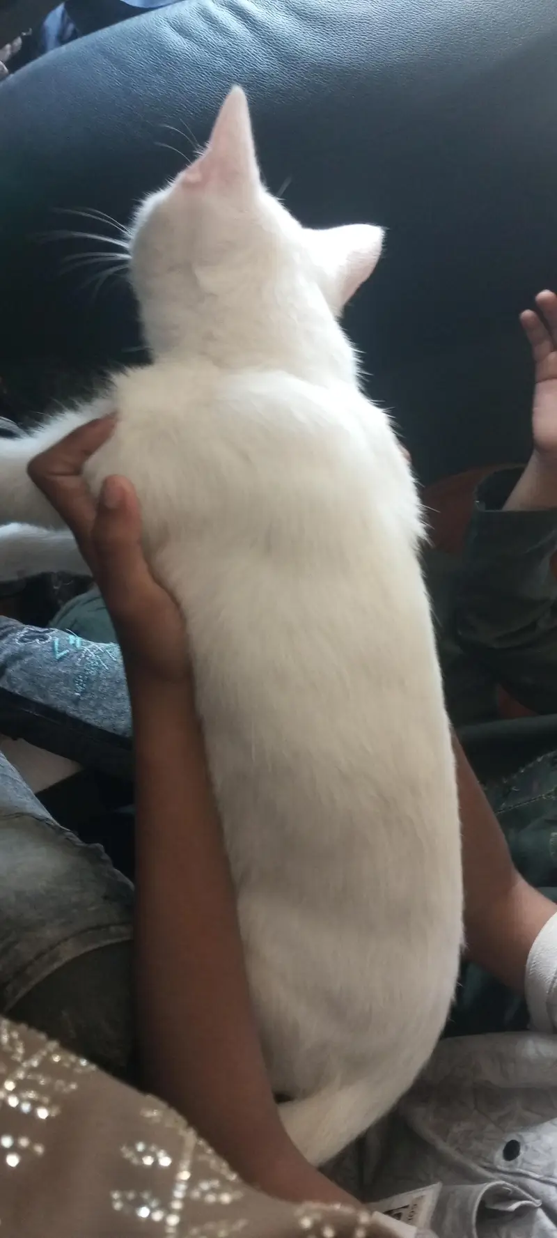 persain male cat child — photo 2