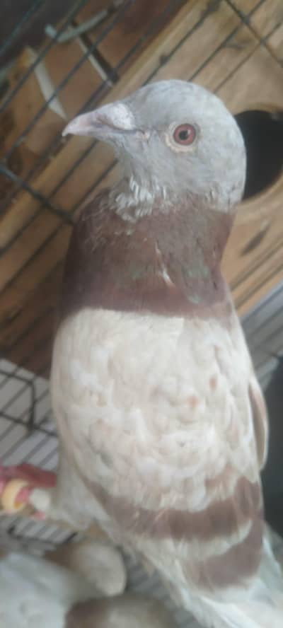 lovebirds and pigeons for sell