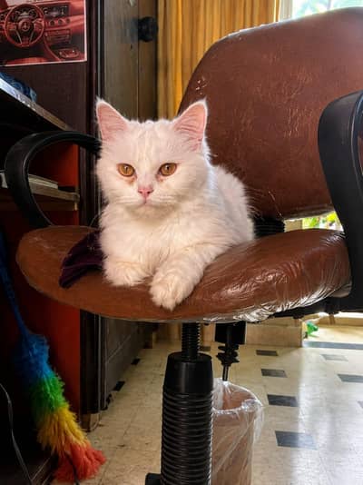 Doll face Persian Pure White