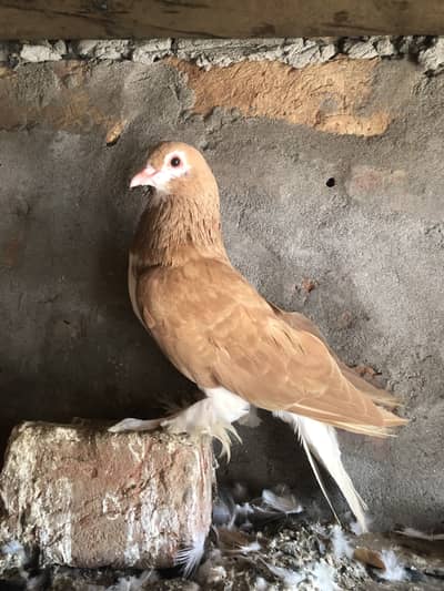 Red sherize breeder pair (03066716188)