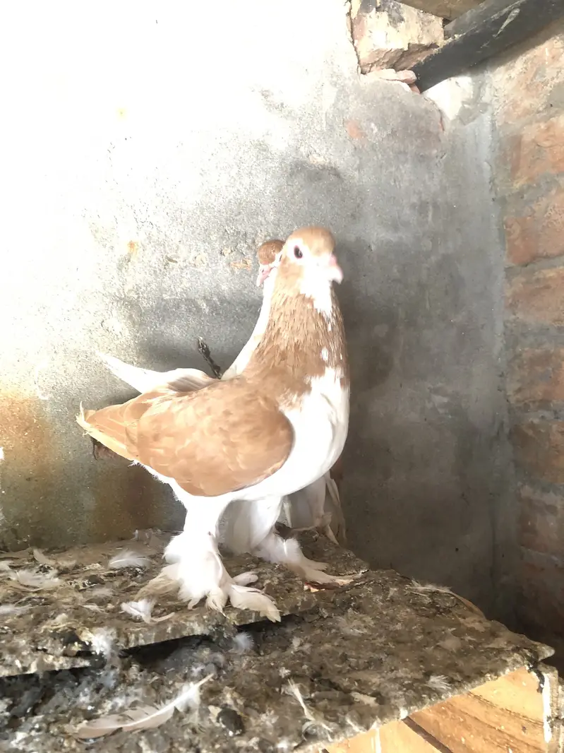 Red sherize breeder pair (03066716188) — photo 2