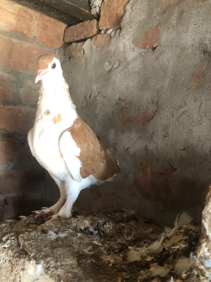 Red sherize breeder pair (03066716188) — photo 3