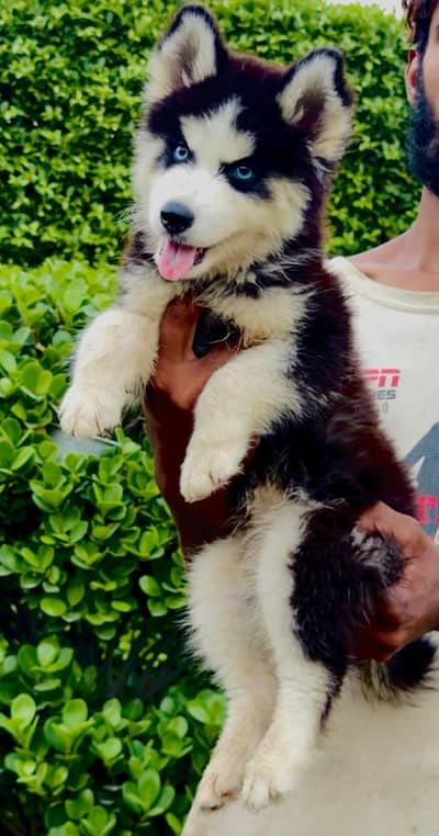 husky puppies / puppy/ dog