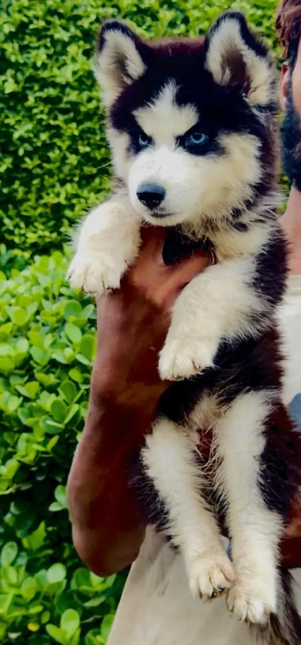 husky puppies / puppy/ dog — photo 2